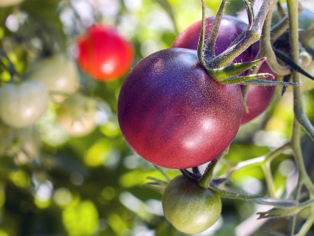 13 Best Tomato Plants to Grow in Your Garden