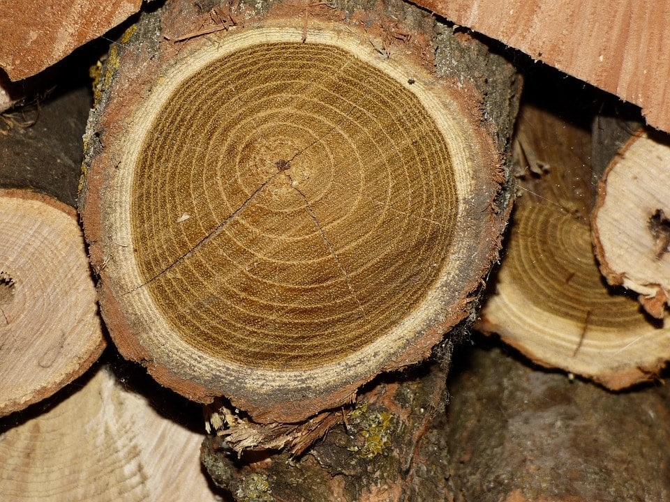What’s the Best Type of Wood for Carving? (With Pictures)
