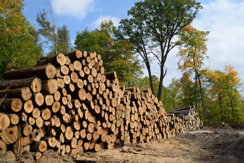 What’s the Best Type of Wood for Carving? (With Pictures)