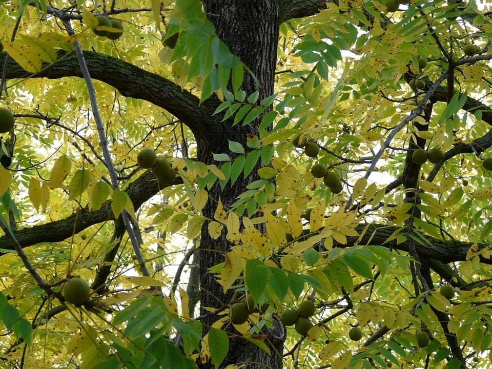 What’s the Best Type of Wood for Carving? (With Pictures)