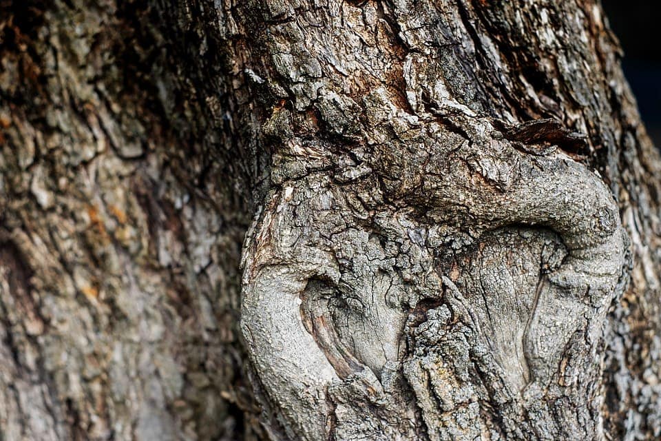 What’s the Best Type of Wood for Carving? (With Pictures)