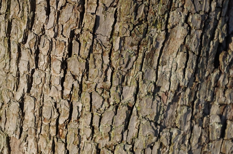 What’s the Best Type of Wood for Carving? (With Pictures)