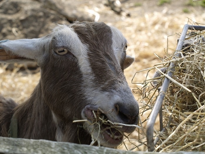 12 Free DIY Goat Hay Feeder Plans You Can Build Today