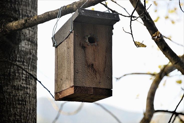 21 Free DIY Bat Box Plans You Can Make Today