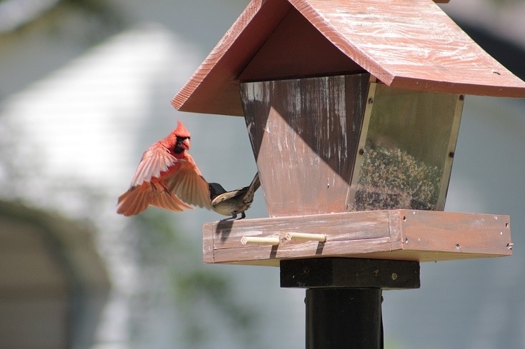 6 Cardinal Birdhouse Plans You Can Build Today (with Pictures)