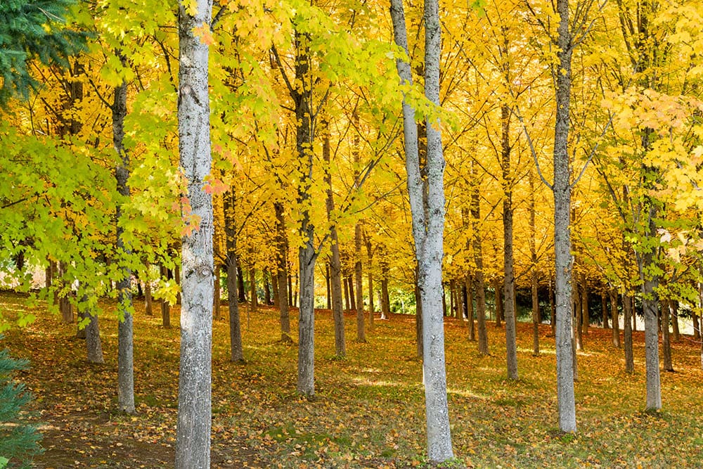 20 Different Types of Maple Trees