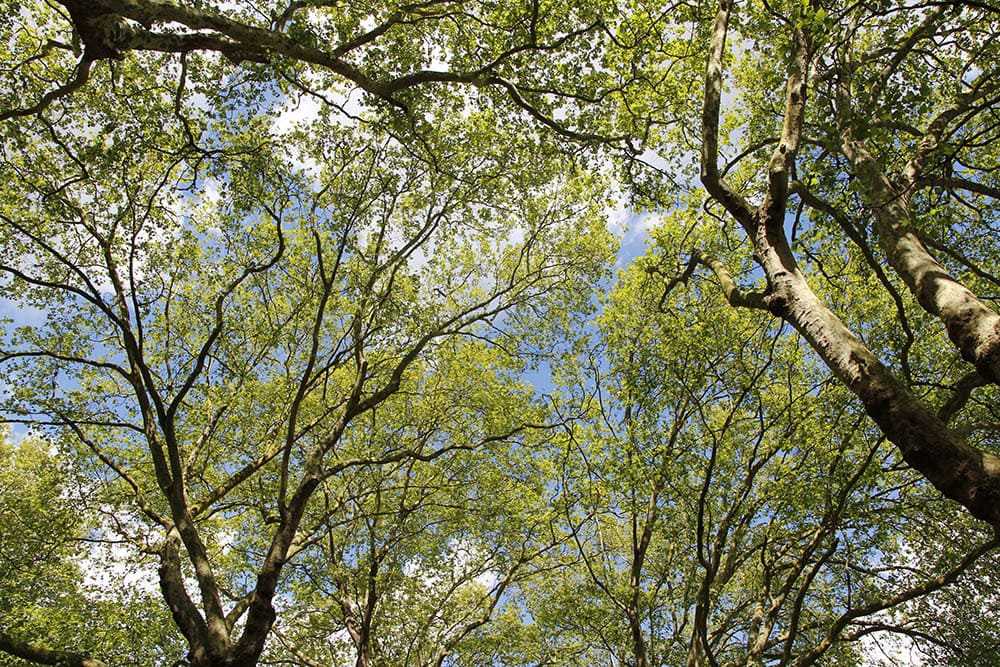 20 Different Types of Maple Trees