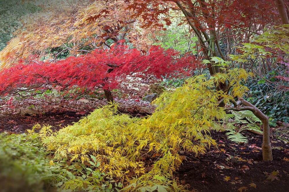 20 Different Types of Maple Trees