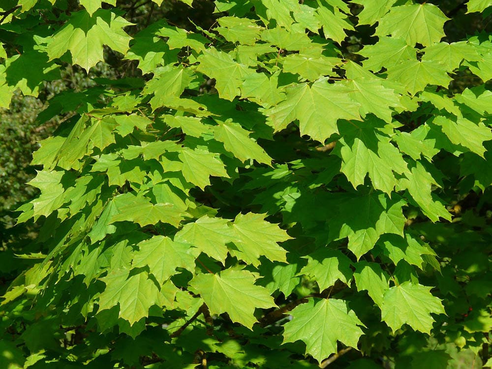 20 Different Types of Maple Trees
