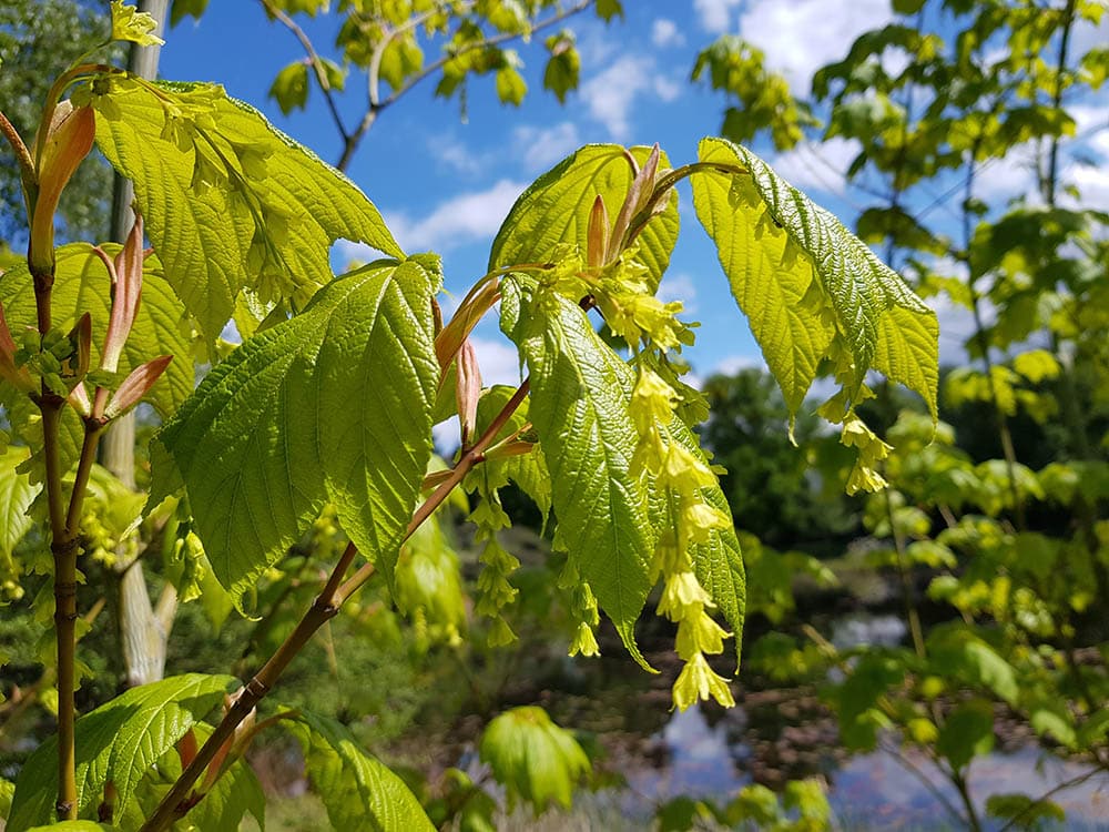 20 Different Types of Maple Trees