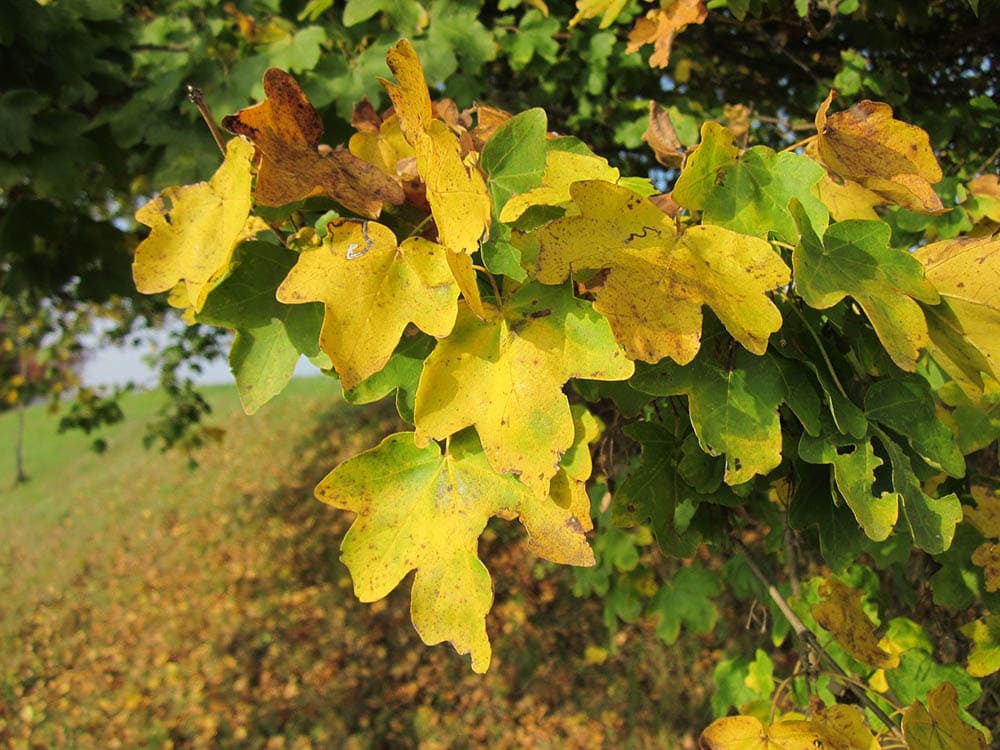 20 Different Types of Maple Trees