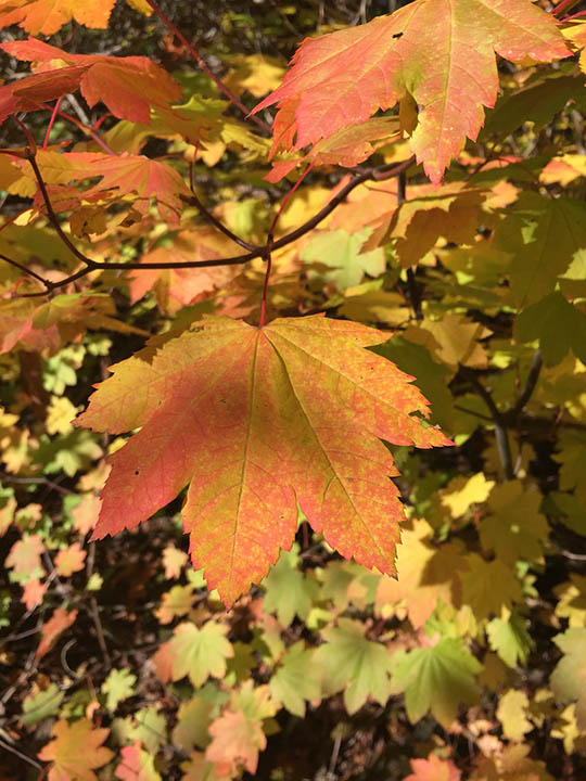 20 Different Types of Maple Trees