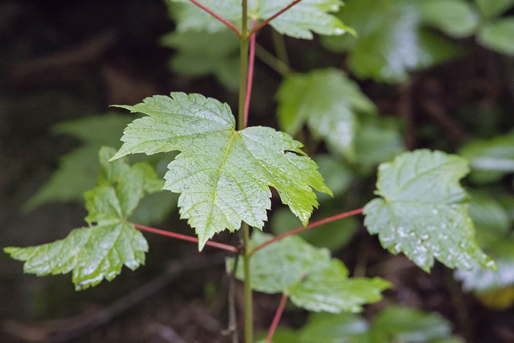20 Different Types of Maple Trees