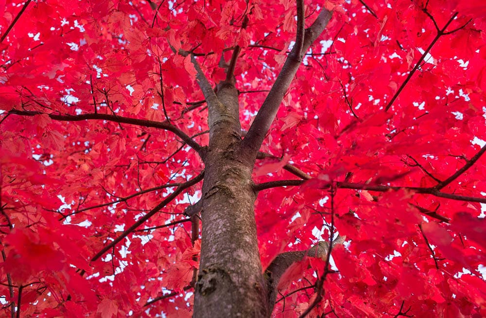 20 Different Types of Maple Trees
