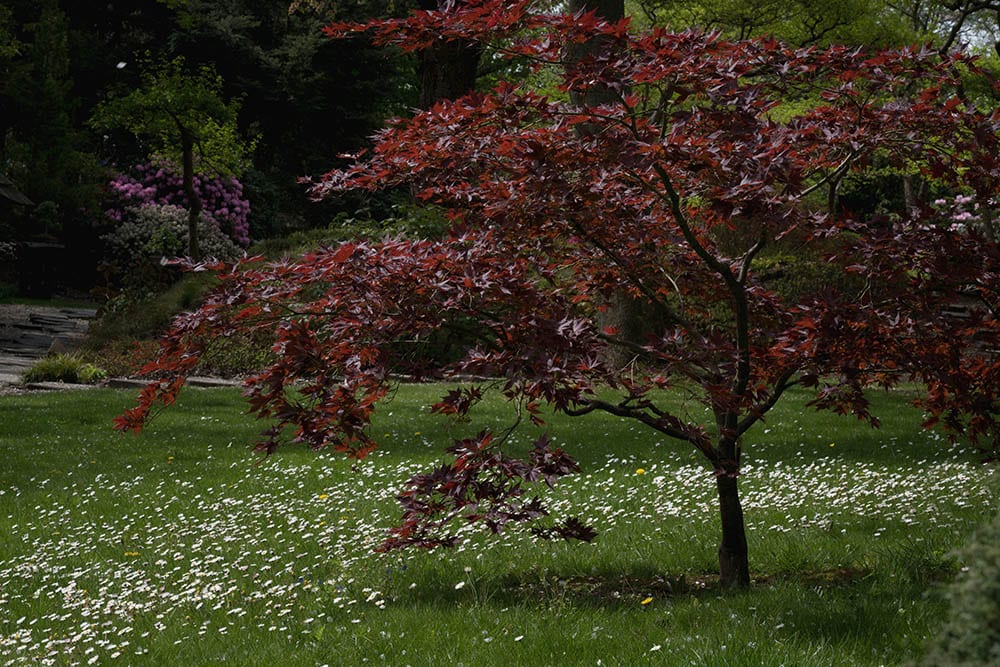 20 Different Types of Maple Trees