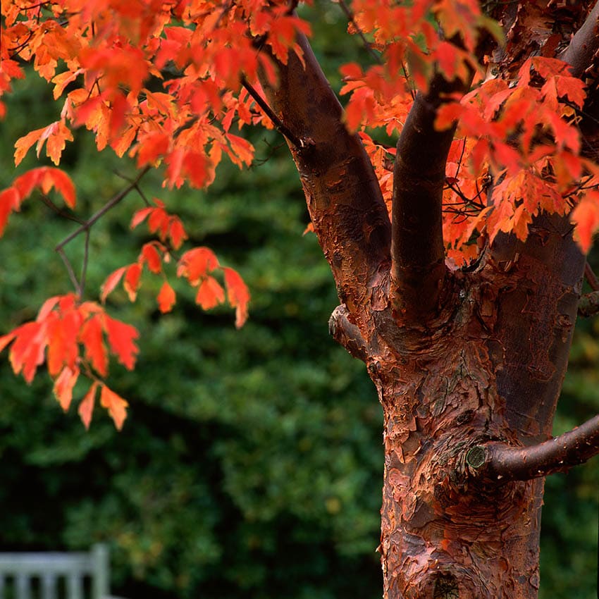20 Different Types of Maple Trees