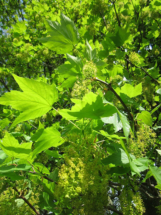 20 Different Types of Maple Trees