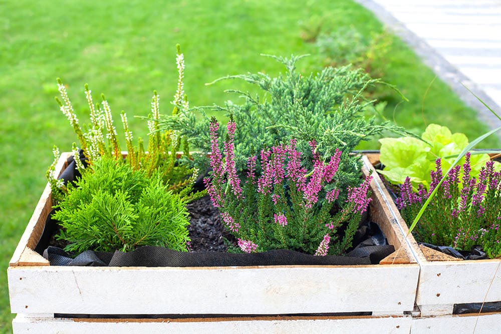 What is the Best Wood for Raised Garden Beds? (With Pictures)