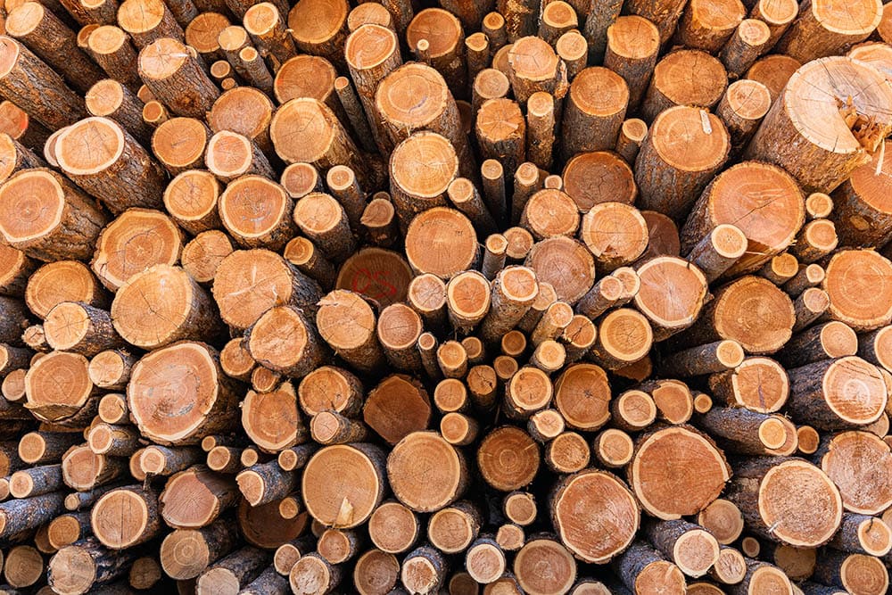 What is the Best Wood for Raised Garden Beds? (With Pictures)
