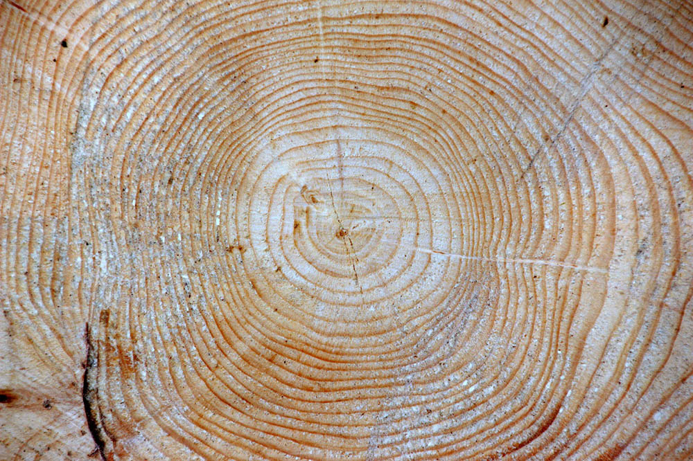 What is the Best Wood for Raised Garden Beds? (With Pictures)