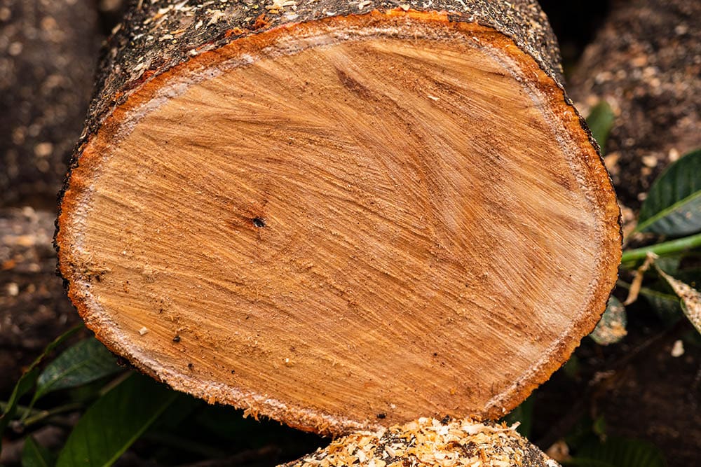 What Is the Best Wood for Furniture? (with Pictures)