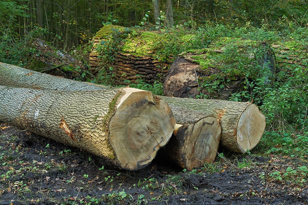 What is the Best Wood for Bending? (With Pictures)