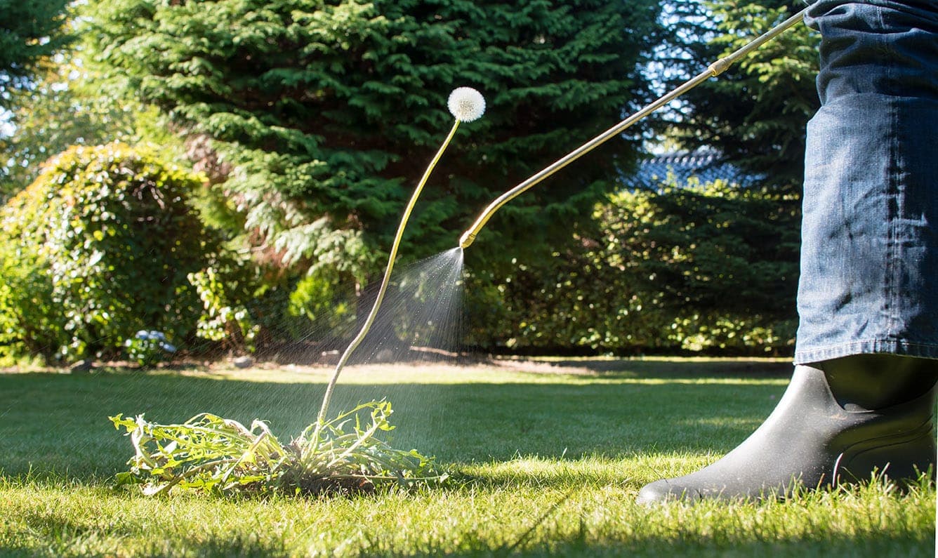 7 Ways to Get Rid of Weeds in Your Lawn