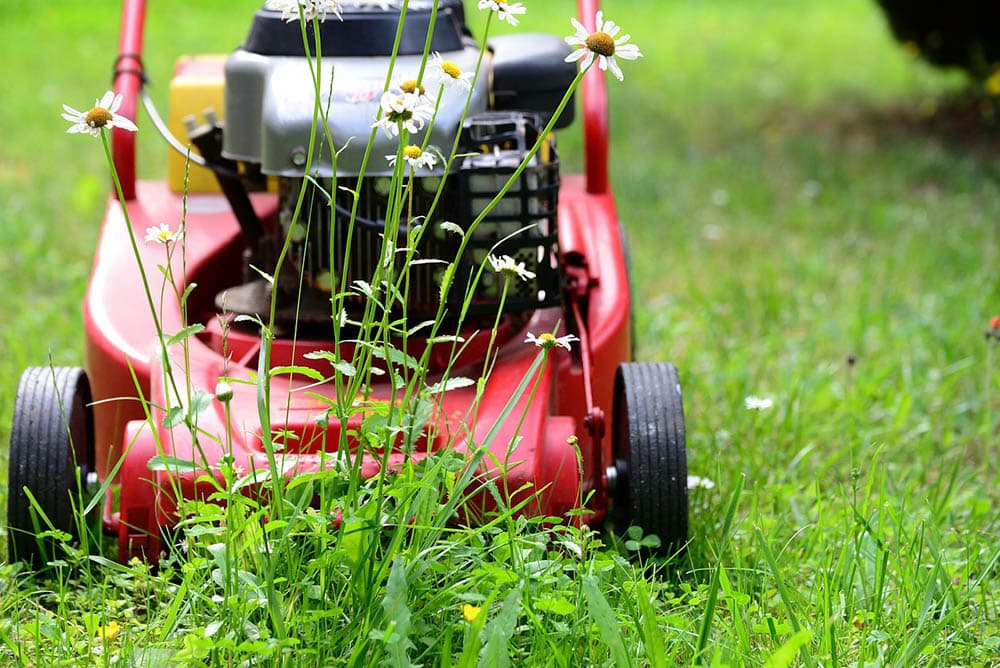 7 Ways to Get Rid of Weeds in Your Lawn