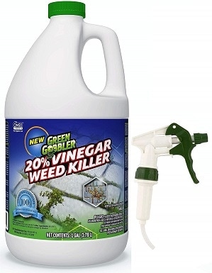 10 Best Dandelion Killers of 2022 – Reviews & Top Picks