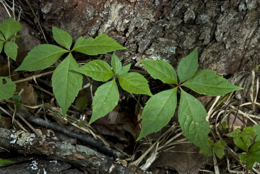 10 Best Poison Ivy Killers of 2022 – Reviews & Top Picks