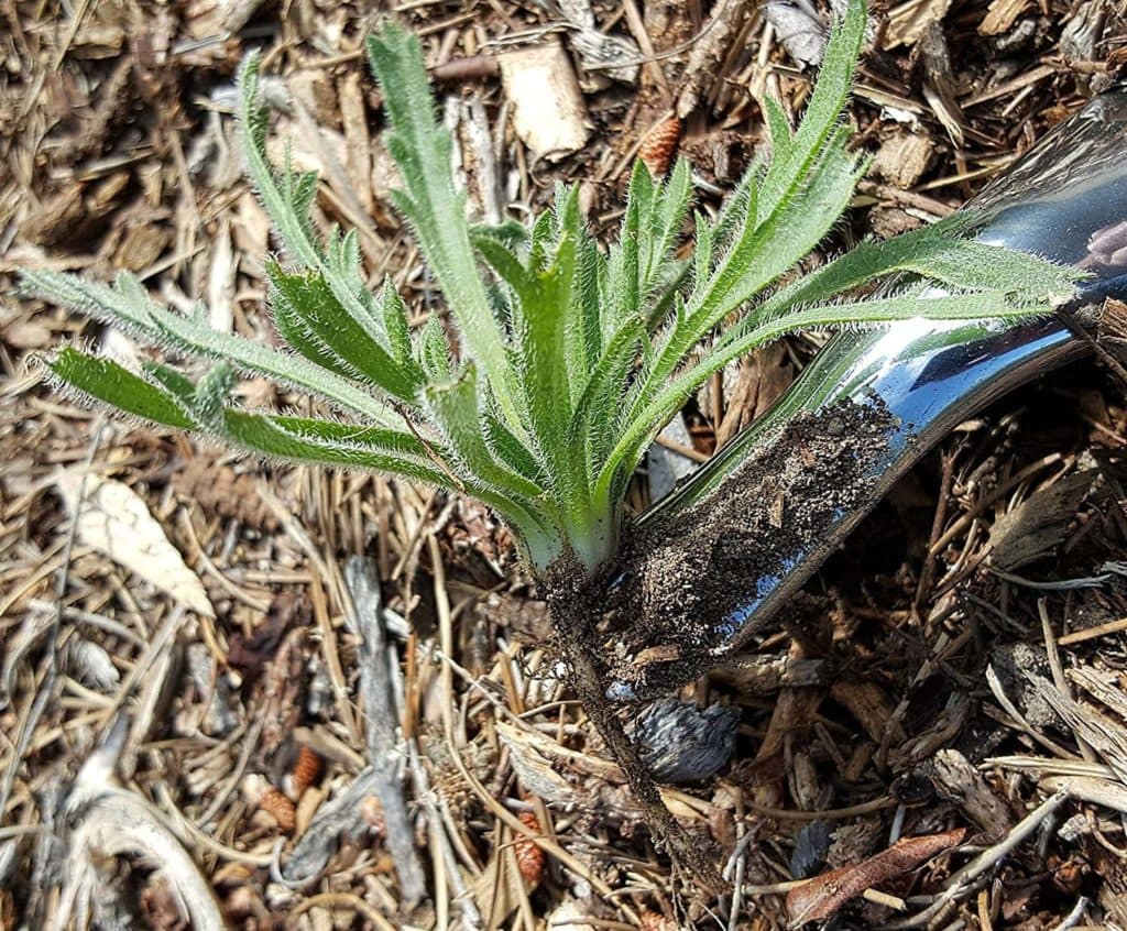 10 Best Weed Removers & Pullers of 2022 — Reviews & Top Picks