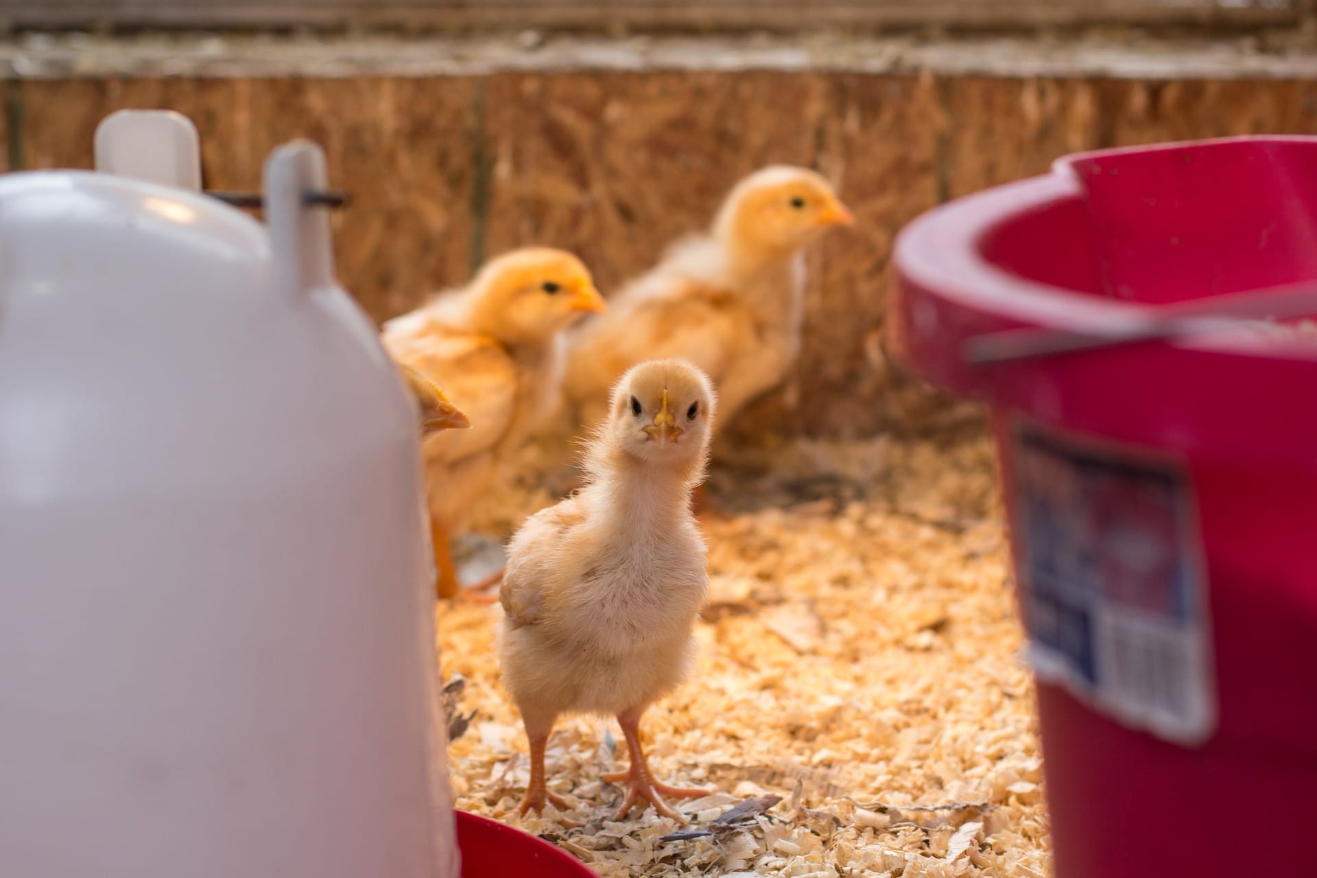 11 Free DIY Chicken Brooder Plans You Can Make Today