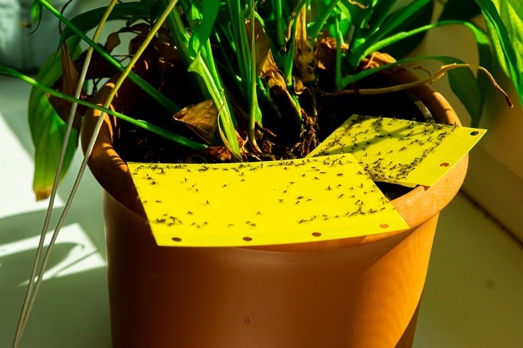 How to Get Rid of Gnats Outside (Fast & Easy)