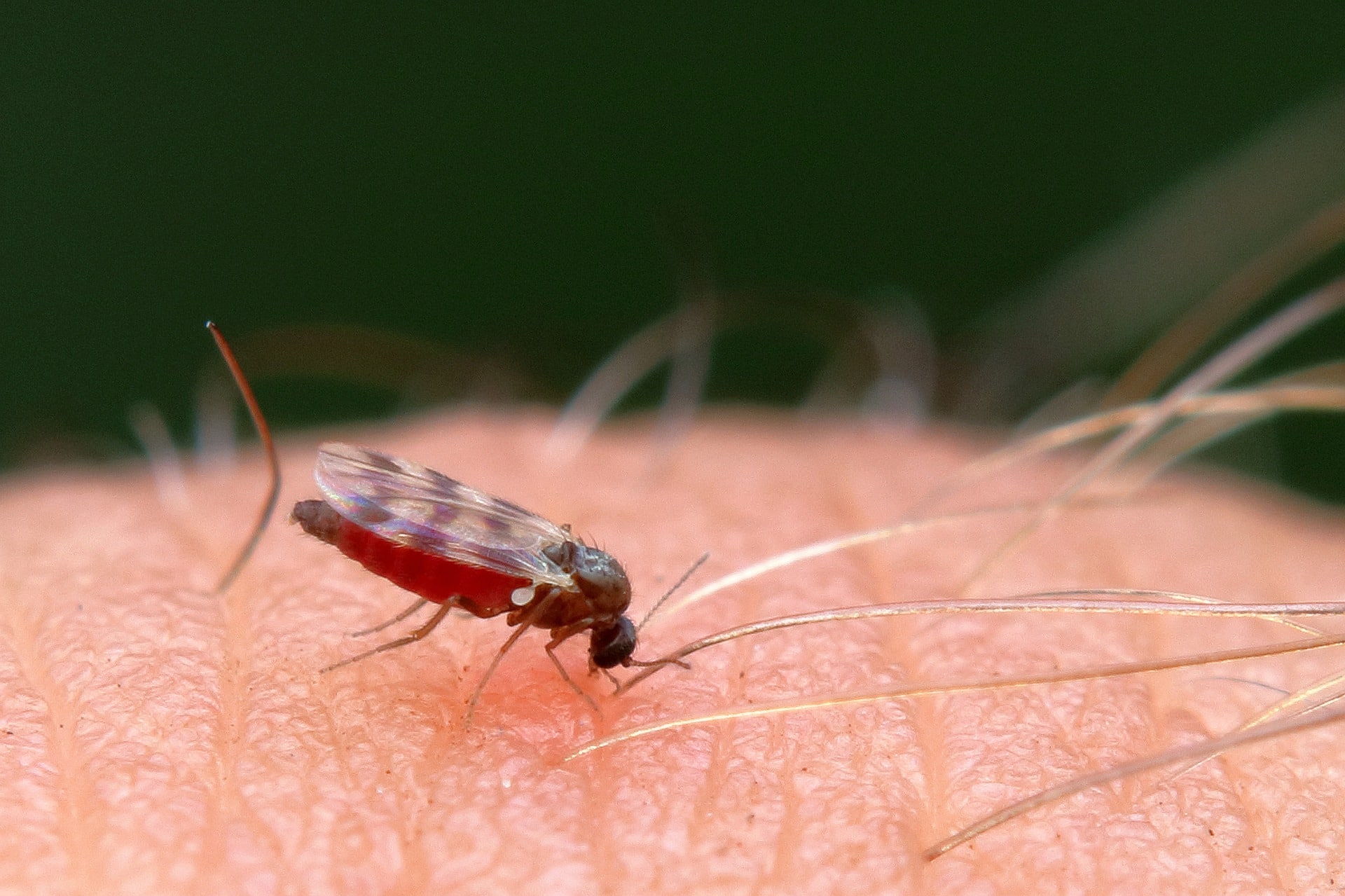 How to Get Rid of Gnats Outside (Fast & Easy)