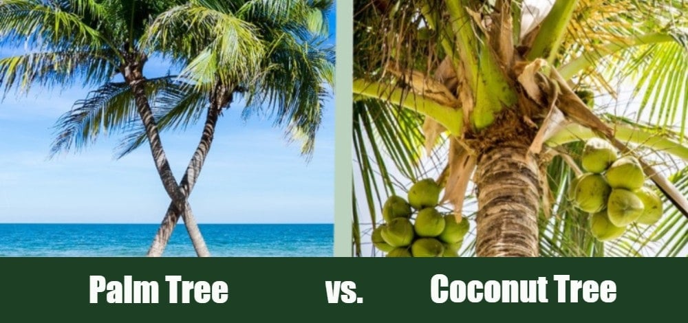 Palm Tree vs Coconut Tree: What&#8217s the Difference? (with Pictures)