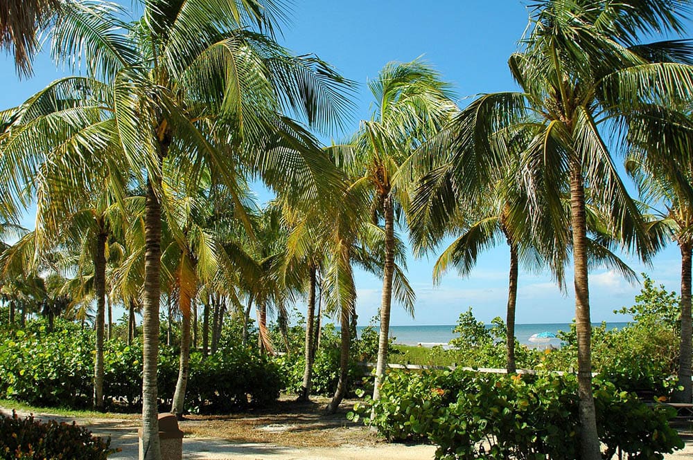 Palm Tree vs Coconut Tree: What’s the Difference? (with Pictures)