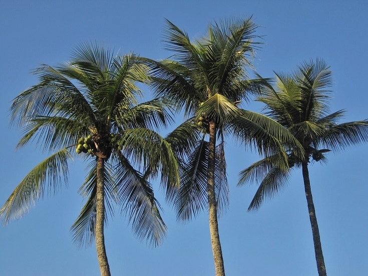 Palm Tree vs Coconut Tree: What’s the Difference? (with Pictures)
