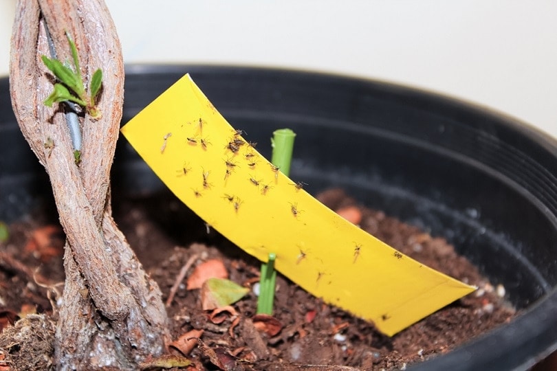 How to Get Rid of Gnats in Houseplants (Quick & Easy)