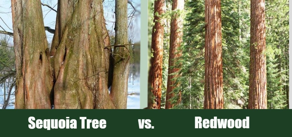 Sequoia Tree vs. Redwood: What&#8217;s the Difference? (With Pictures)