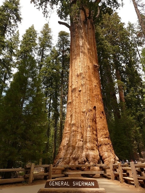 Sequoia Tree vs. Redwood: What’s the Difference? (With Pictures)