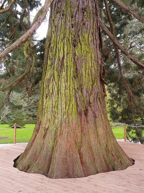 Sequoia Tree vs. Redwood: What’s the Difference? (With Pictures)