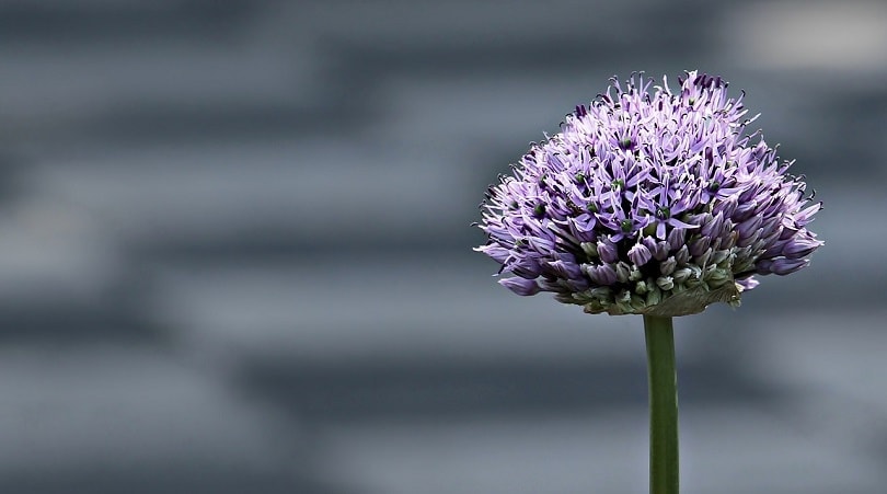 43 Common Types of Flowers in the US (with Pictures)