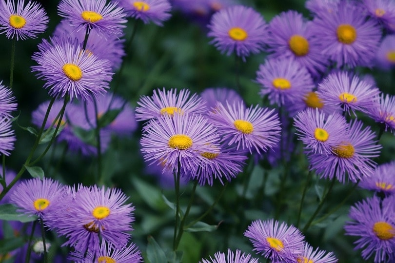 43 Common Types of Flowers in the US (with Pictures)