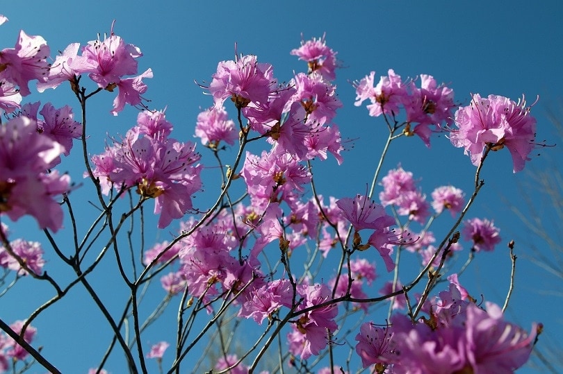 43 Common Types of Flowers in the US (with Pictures)