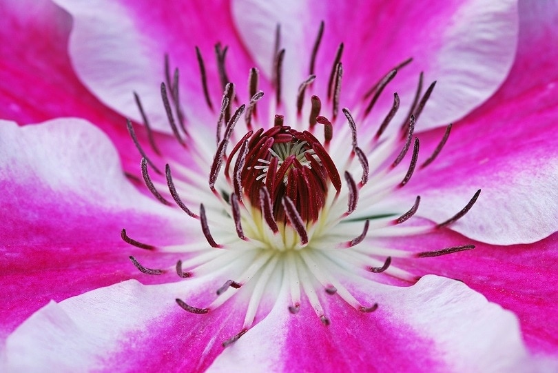 43 Common Types of Flowers in the US (with Pictures)