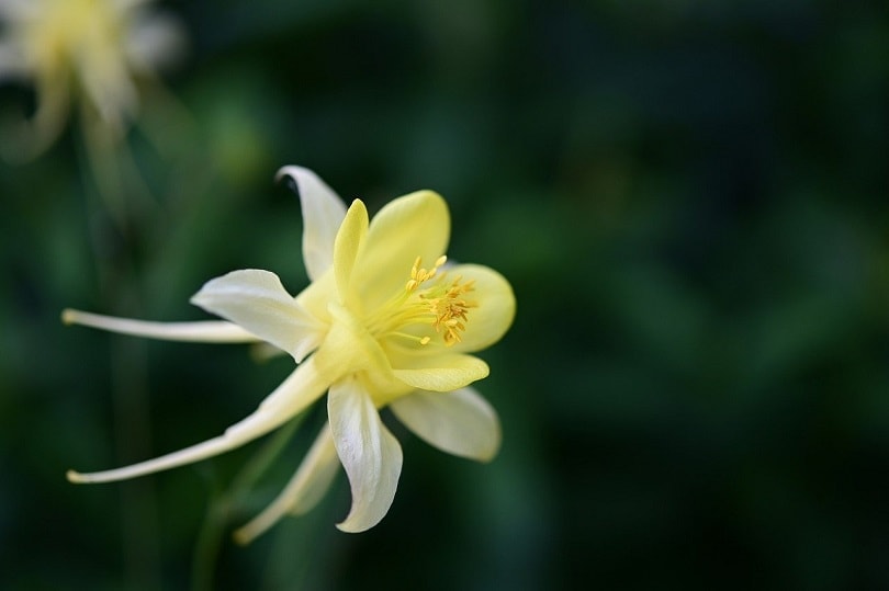 43 Common Types of Flowers in the US (with Pictures)