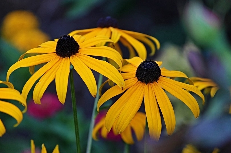 43 Common Types of Flowers in the US (with Pictures)