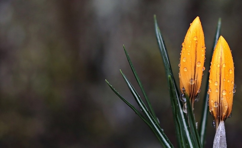 43 Common Types of Flowers in the US (with Pictures)