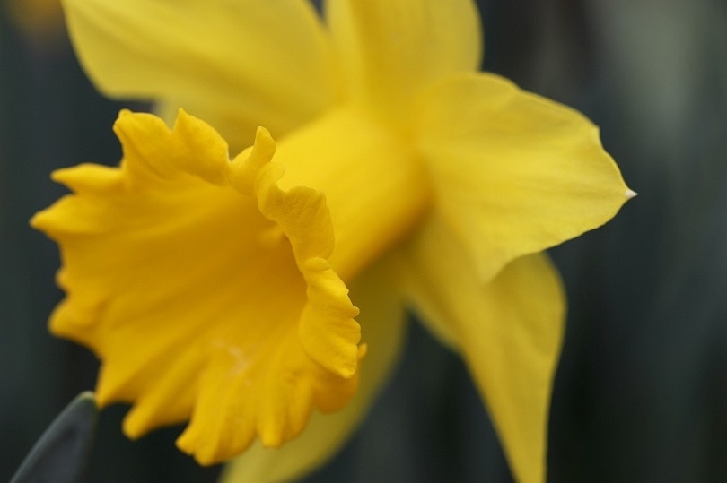 43 Common Types of Flowers in the US (with Pictures)