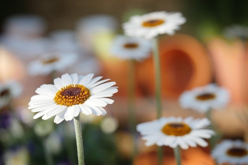43 Common Types of Flowers in the US (with Pictures)